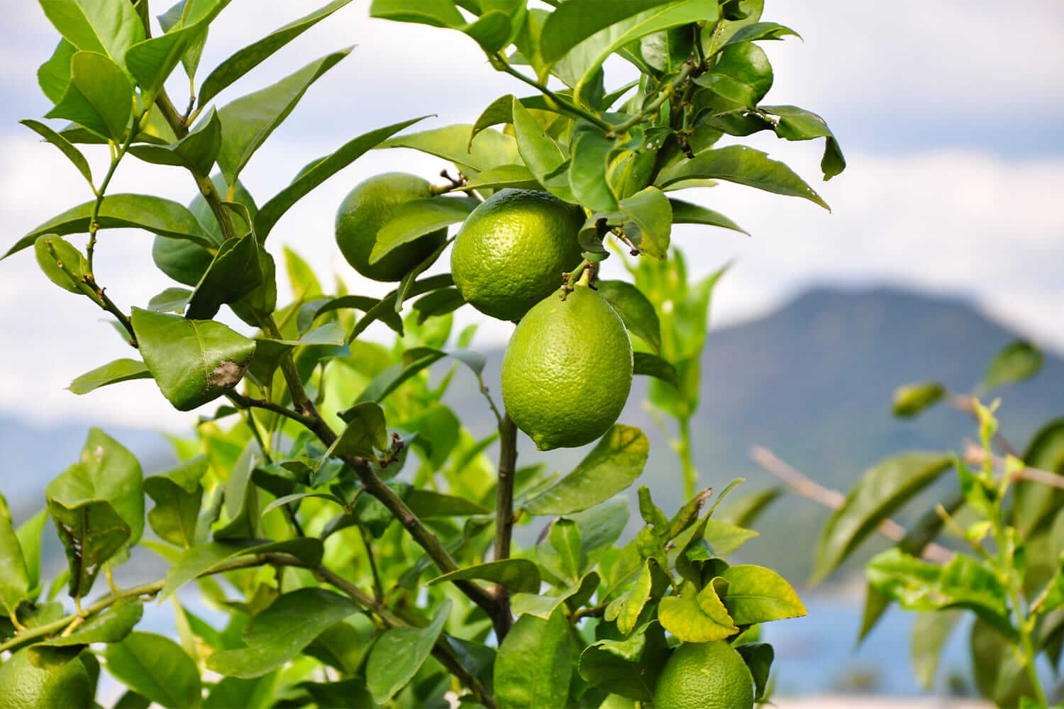 LEMON FARM GLAMPING shimanami