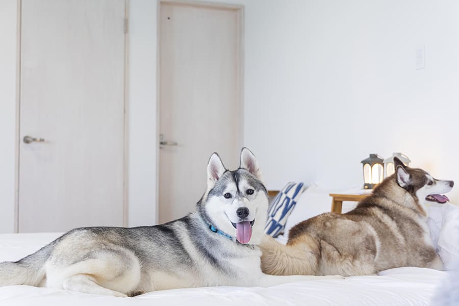 Two dog-friendly suite villas